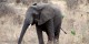 Tanzanie - 2010-09 - 348 - Tarangire - Elephant
